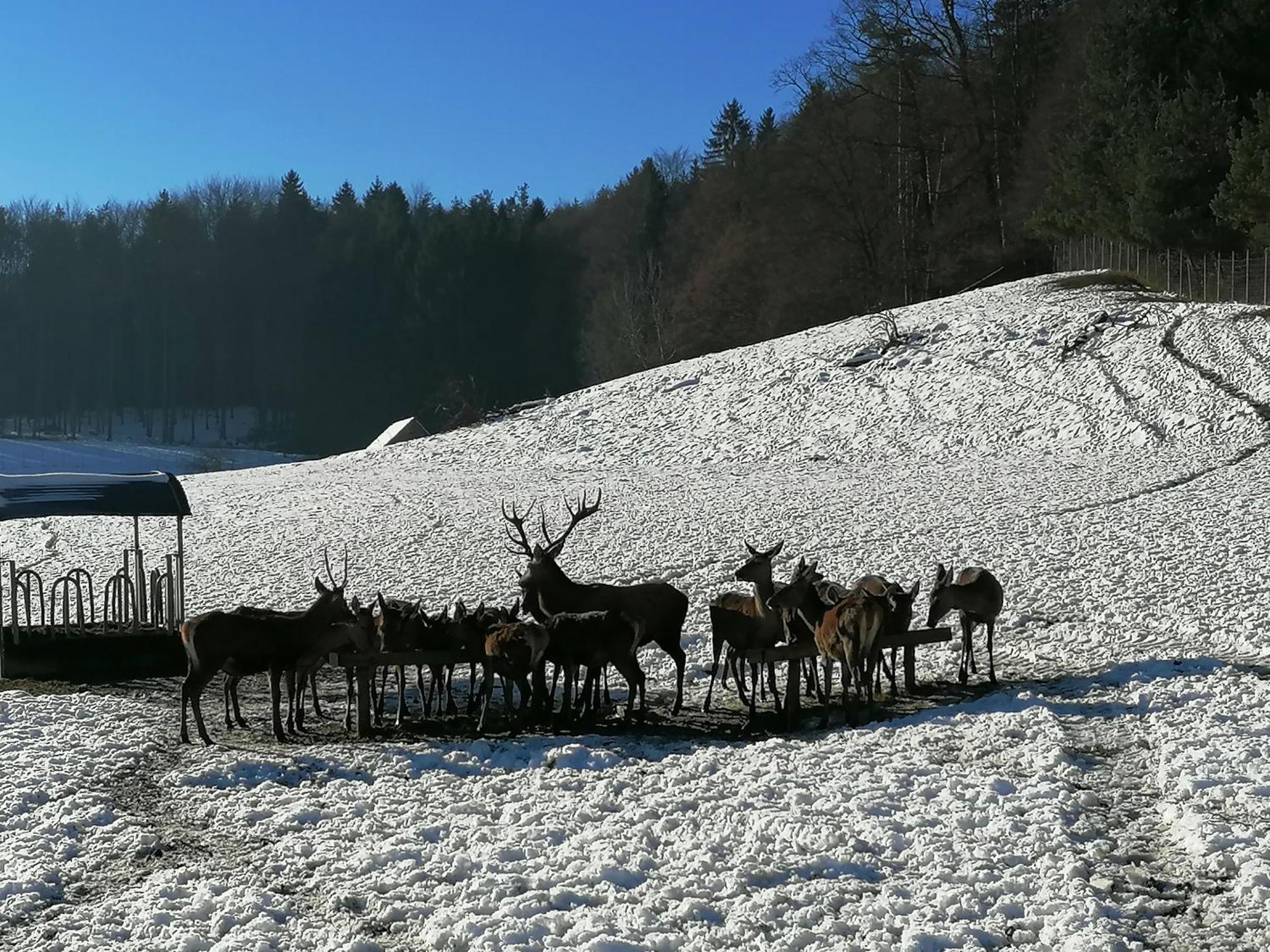 Séjour à la ferme Am Jaukhof Familie Stiendl Neudorf im Sausal