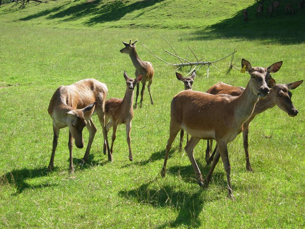 Am Jaukhof Familie Stiendl Séjour à la ferme